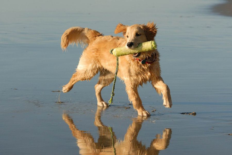 A wet golden retriever runs on the beach with a toy in its mouth, reflected in the wet sand.