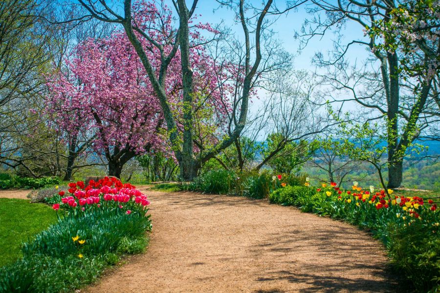 Attain on 5th apartment homes with Curved dirt path bordered by blooming tulips and trees with pink blossoms in a vibrant spring garden.
